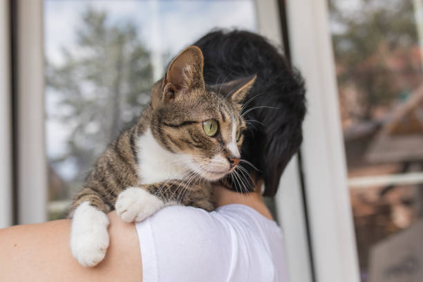 istock Domestic cat in owners arms 1029236426