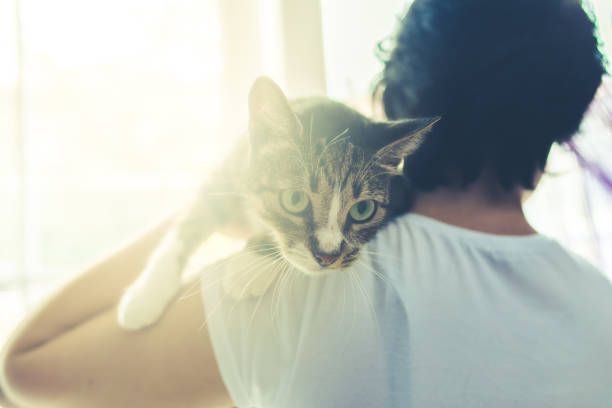 istock Domestic cat in owners arms 1029236854