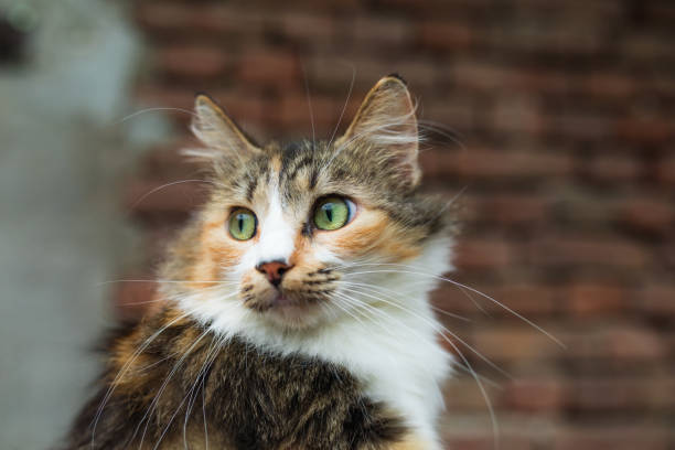 Domestic cat outdoors