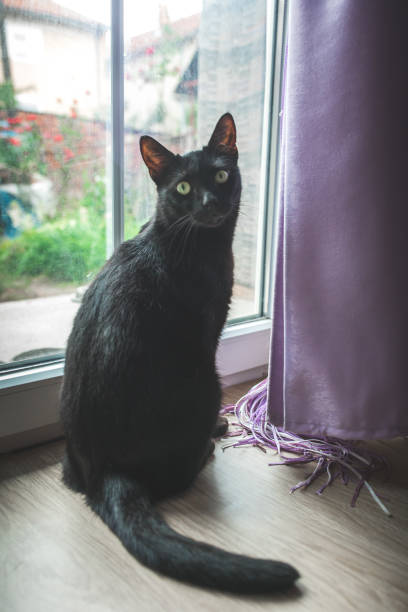 istock Black cat near the window 1029239982