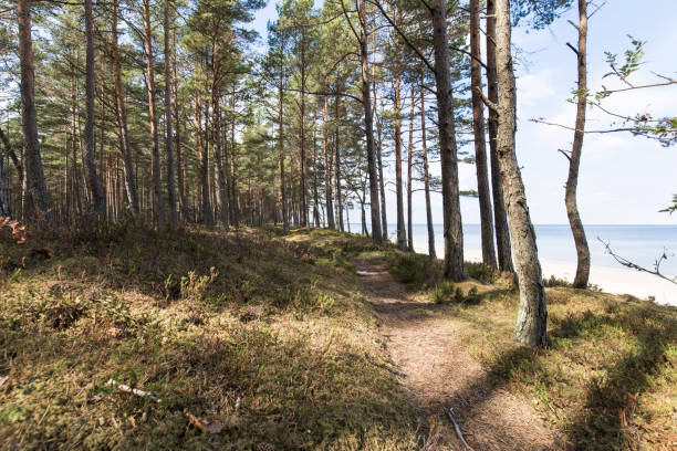 istock The road to the sea 1029251560