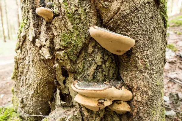 A tree mushroom on the bark of a tree in the forest.