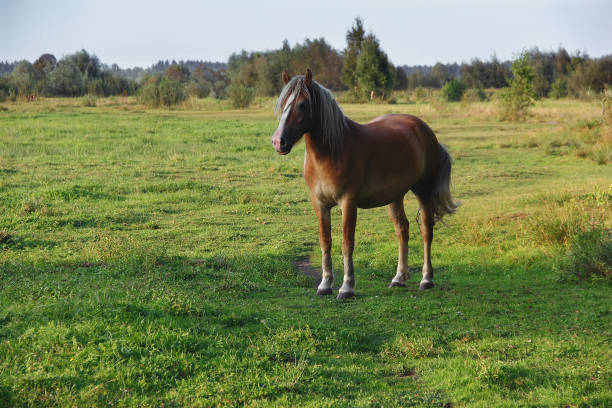 istock stallion grazes on a green meadow 1029255610