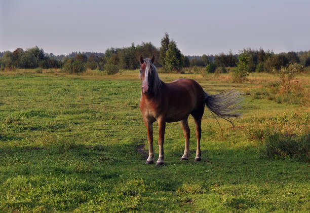 istock stallion grazes on a green meadow 1029255616