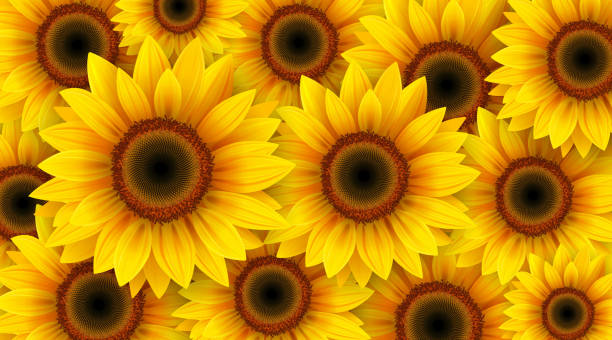 Sunflowers flower background Sunflowers background, summer flowers vector illustration. orange sunflower stock illustrations