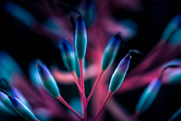 abstract image of Grevillea Venusta flower in the garden