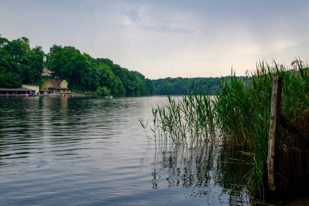 istock Reeds at Lakeshore 1029264742