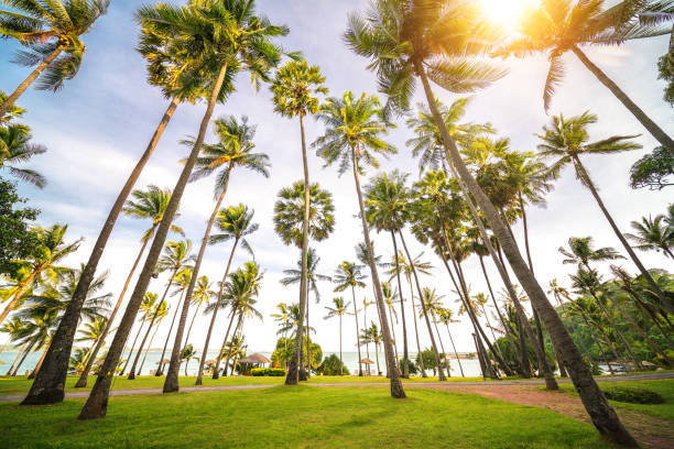istock Coconut tree and palm tree on the beach in tropical island 1029265122