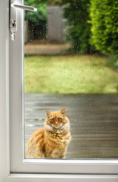 istock Cat waiting by the door on a rainy day 1029265220