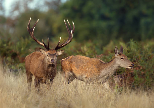 istock Red deer stag chasing after a hind during the rutting season 1029265880