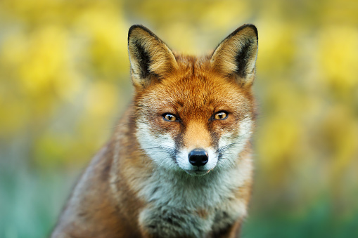 Close up of a red fox against yellow background, UK.