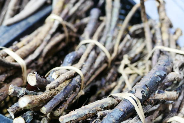 istock Licorice roots thailand herbs 1029265894