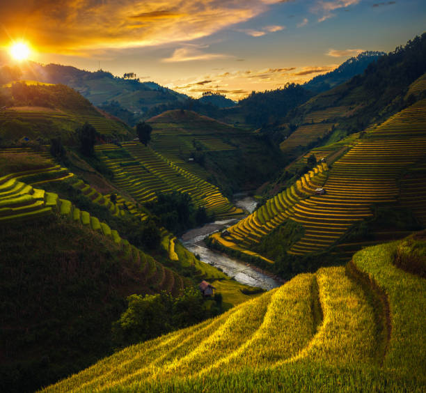 일몰 및 푸른 하늘 뮤 cang 차이 쌀 필드와 라이스 테라스 - bali indonesia rice paddy rice 뉴스 사진 이미지
