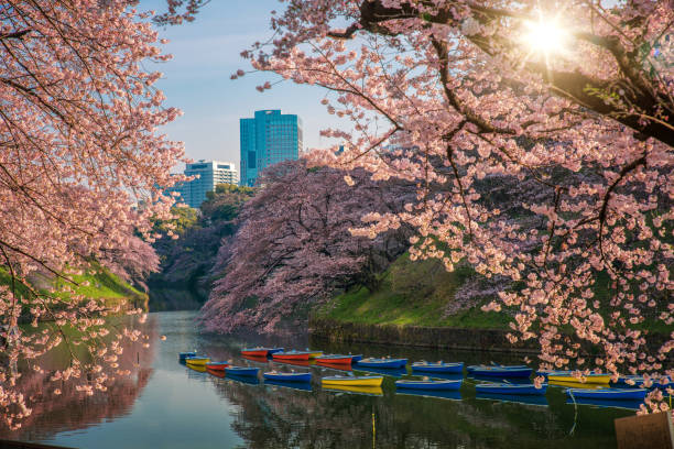 istock Sakura or cherry blossom park in spring tokyo 1029267926