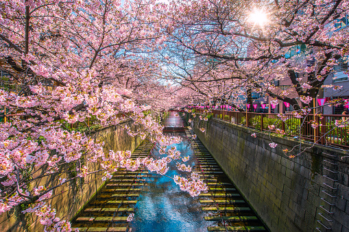 Cherry blossom sakura lined Meguro Canal in Tokyo, Japan.
