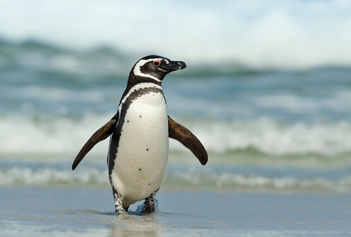 Pingüino de Magallanes que en tierra en un día soleado photo