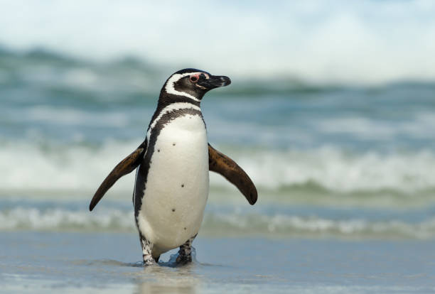 Magellanic penguin coming ashore on a sunny day