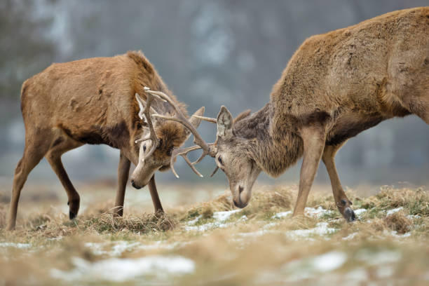 istock Red deer fighting during the rutting season 1029268144