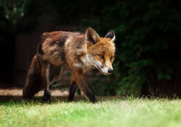 istock Red fox walking on the grass in the garden 1029268476