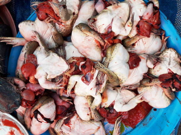 istock Frog die for sale to consumers 1029268516