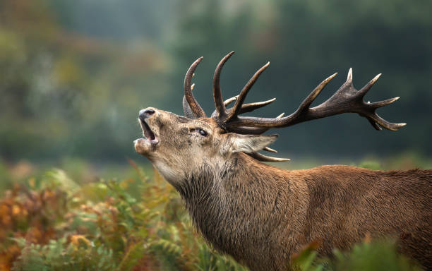 istock Red deer stag roaring during rutting season in autumn 1029268778