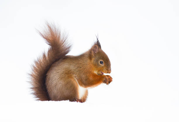 istock Close up of a red squirrel against white background 1029268850