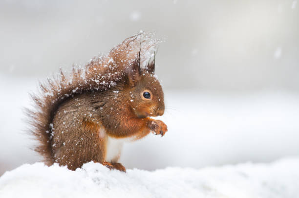 istock Cute red squirrel sitting in the snow covered with snowflakes 1029268854