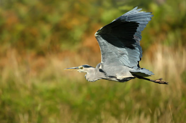 istock Close up of Grey heron in flight 1029268978
