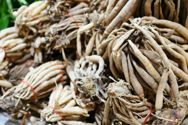 istock Stemona tuberosa Lour roots 1029269002