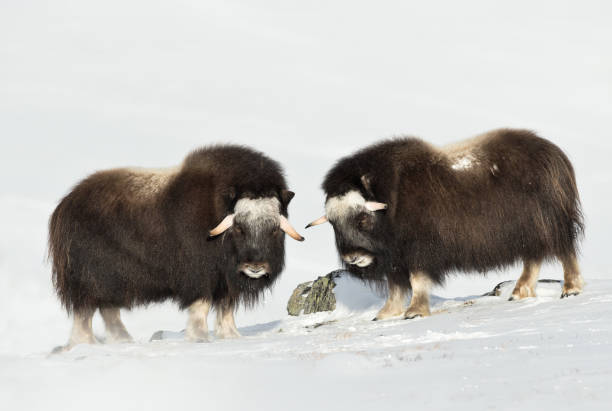 deux jeunes boeufs musqués permanent dans les montagnes de dovrefjell enneigées pendant l’hiver froid - boeuf musqué photos et images de collection