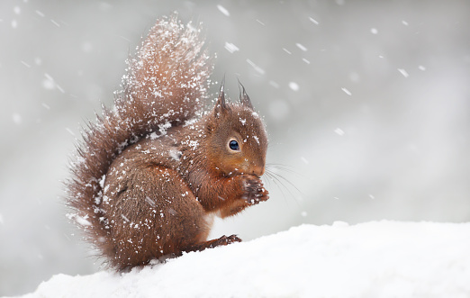 Cute red squirrel sitting in the snow covered with snowflakes. Winter in England. Animals in winter.