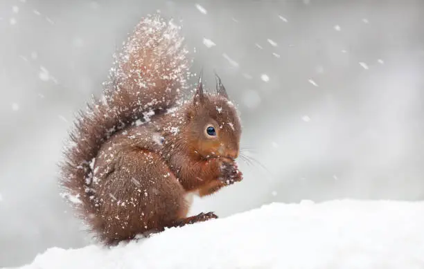 Photo of Cute red squirrel sitting in the snow covered with snowflakes