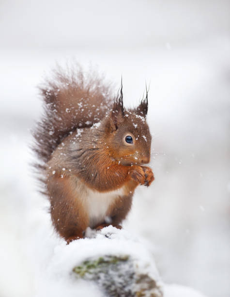 istock Cute red squirrel sitting in the snow covered with snowflakes 1029269054