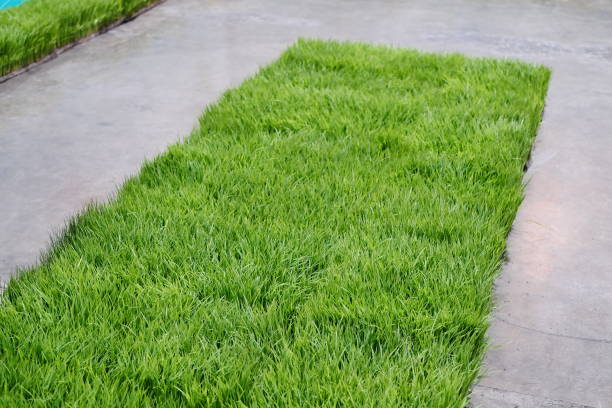 istock Sapling planting of rice 1029269380
