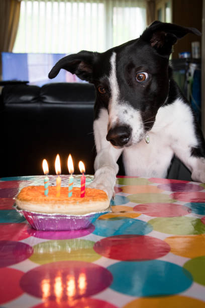 istock Pet dog's 4th Birthday 1029275830