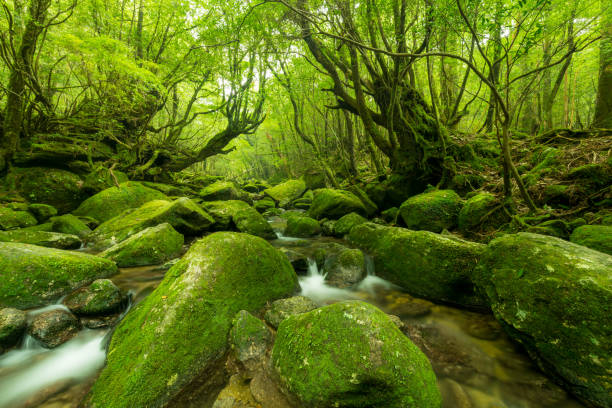 moos bedeckt steinen in einem kleinen bach. umgeben von alten bäumen. insel yakushima, japan. - flowing water stream moss river stock-fotos und bilder