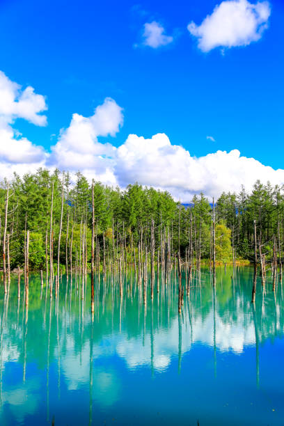 niebieski staw - vertical panorama zdjęcia i obrazy z banku zdjęć