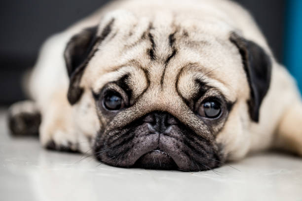 istock cute dog pug breed have a question and making funny face feeling so happiness and fun,Selective focus 1029279186