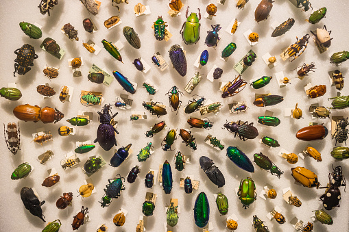 An antique beetle collection, rainbow colors, pinned to a board