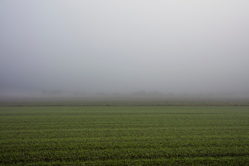 green field on misty morning