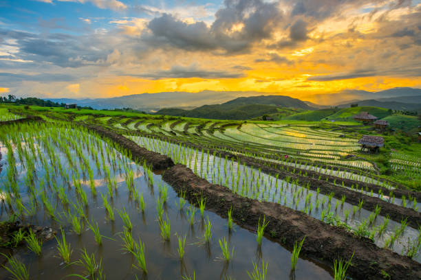 transplant rice terrace seedlings field in Ban Pa Bong Piang, Chiagmai, the north of thailand, transplant rice terrace seedlings field in Ban Pa Bong Piang, Chiagmai, the north of thailand, during dusk twilight sky thailand rice field stock pictures, royalty-free photos & images