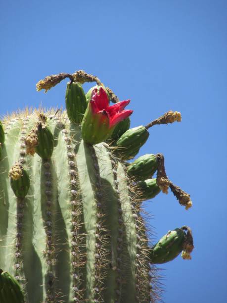 Up Close Prickly Pear The prickly pear cactus stands out against the bright blue desert sky. The red fruit is very healthy to eat if you can get pass the needles. sonoran desert cactus prickly pear cactus single flower stock pictures, royalty-free photos & images