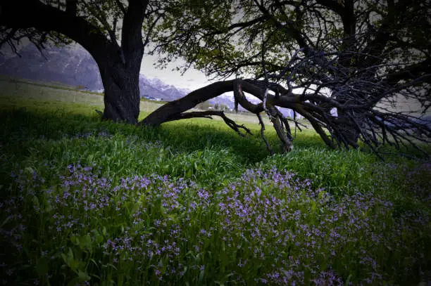 a whimsically twisted tree set in a field of wild purple flowers
