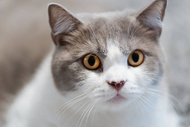 istock Close of a cat looking towards camera 1029290652