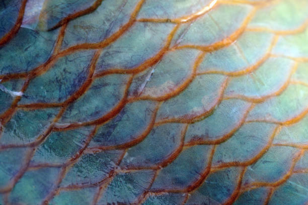 istock Extreme close-up of Parrotfish scale 1029300914