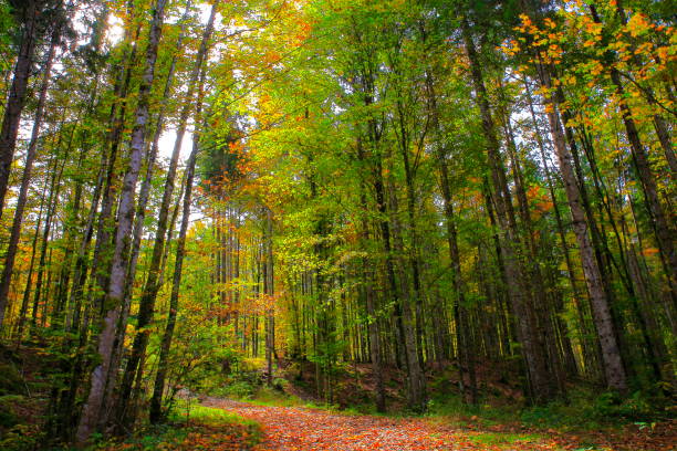 kiefer baum wald alpenlandschaft im goldenen herbst - bayerische alpen, deutschland - rainforest austria nature tree stock-fotos und bilder