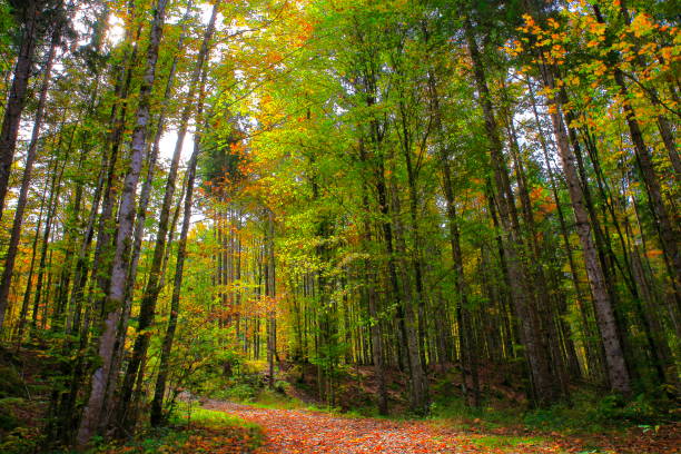 paesaggio boschivo alpino di pini all'autunno dorato - alpi bavaresi, germania - rainforest austria nature tree foto e immagini stock