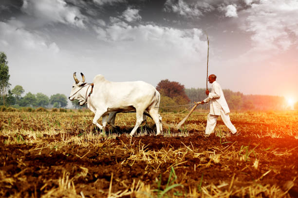 農家 ploughing フィールド - ox ストックフォトと画像