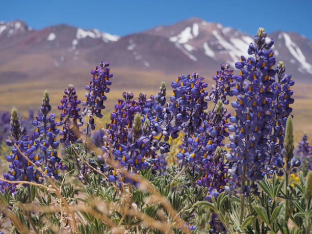 поле люпина в сан-педро-де-атакама, чили - meadow vibrant color mountain range valley стоковые фото и изображения