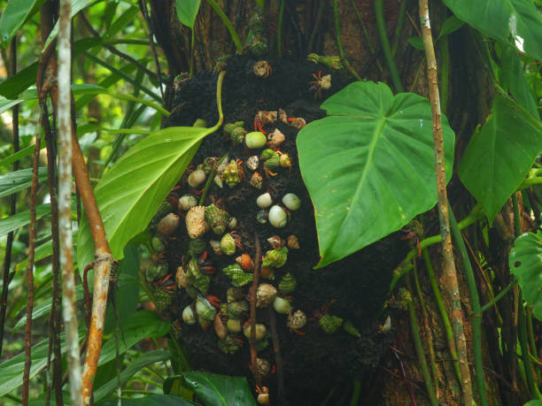 istock Hermit Crabs at a tree in Cahuita National Park, Costa Rica 1029304218